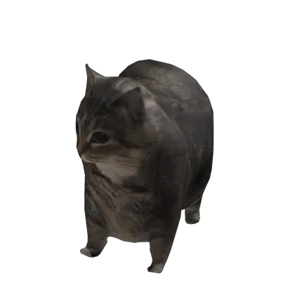 Goofy Cat